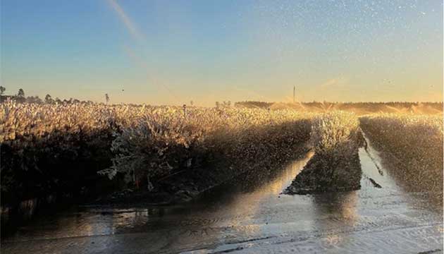 Enhance your Blueberry Fields with Triest