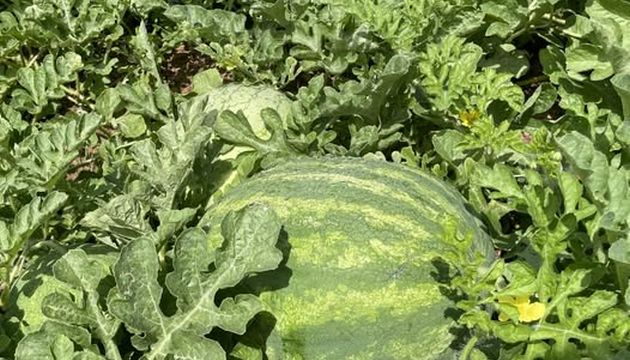 Grafted Watermelons are a Powerful Solution