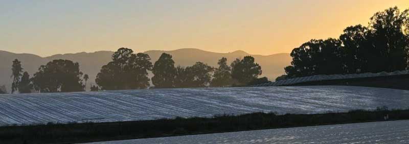 TriCal Fumigation for Improved Crop Performance and Higher Yields.