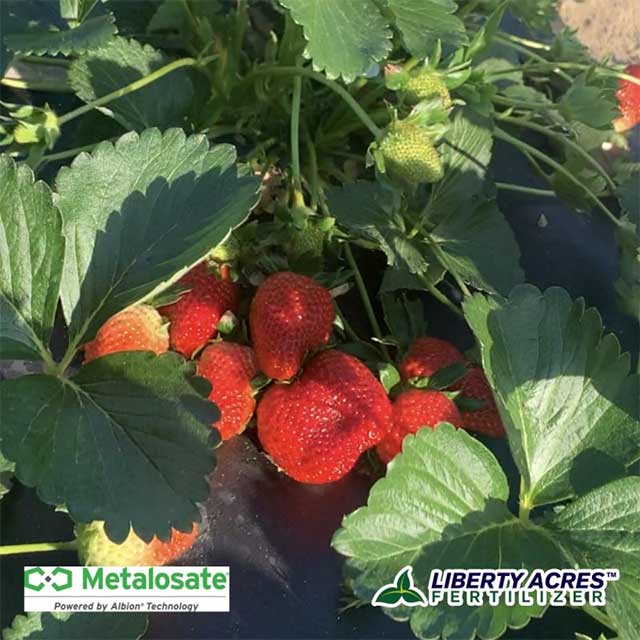 Start your plants with Metalosate Foliar Nutrition