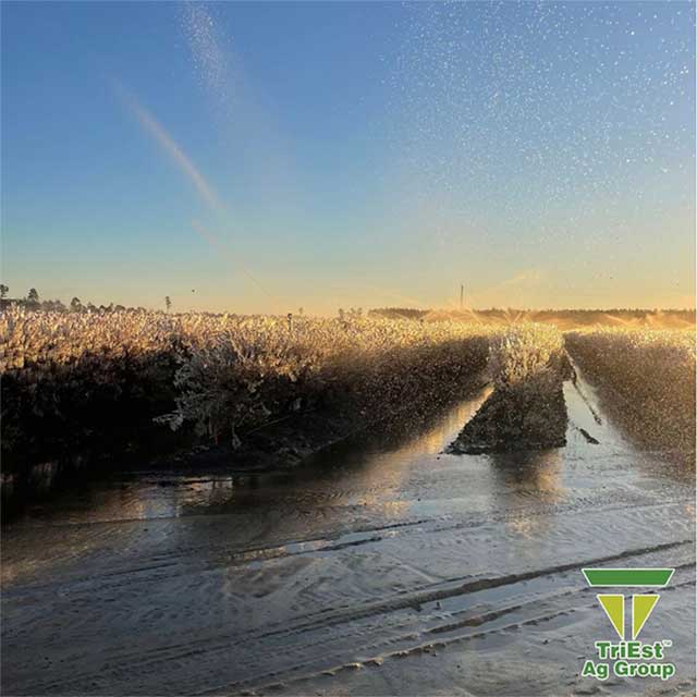 Be Prepared for Frost in 2026.