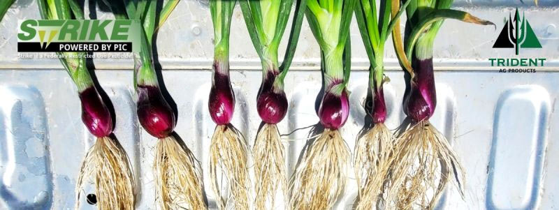 Got Roots? 