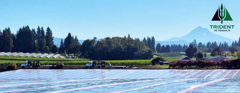 Ornamental Flower Plantings in Boring, OR