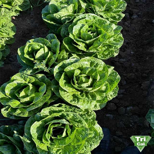 A good harvest starts with healthy soil. 