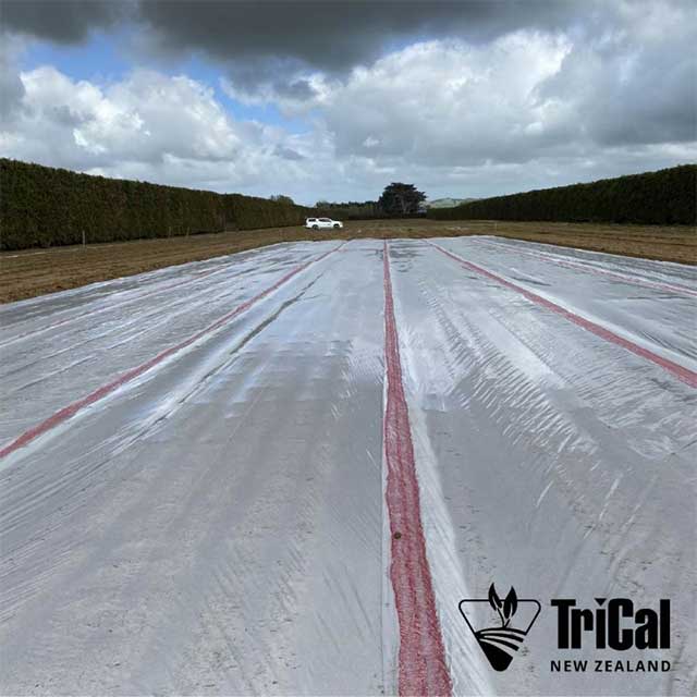 Pine Tree Nursery Trials underway in New Zealand