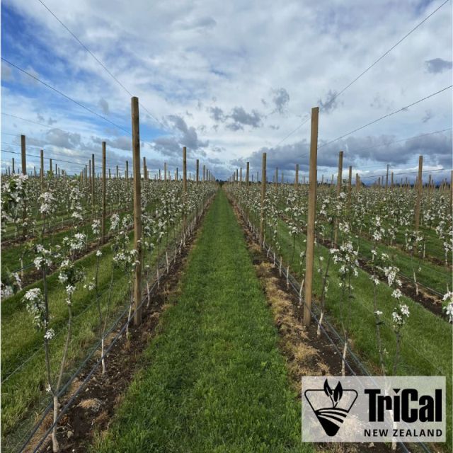 Apple Season Begins Long Before the First Blossom Appears